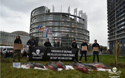 Sea Shepherd France expose devant le Parlement Européen 7 dauphins tués par la pêche ces deux derniers jours