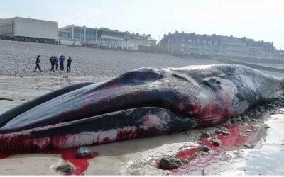 Deux baleines s’échouent mortes en Normandie, nous demandons l’ouverture d’une enquête.