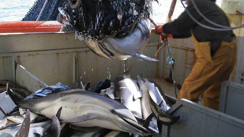 Captures de dauphins : l’insupportable déni