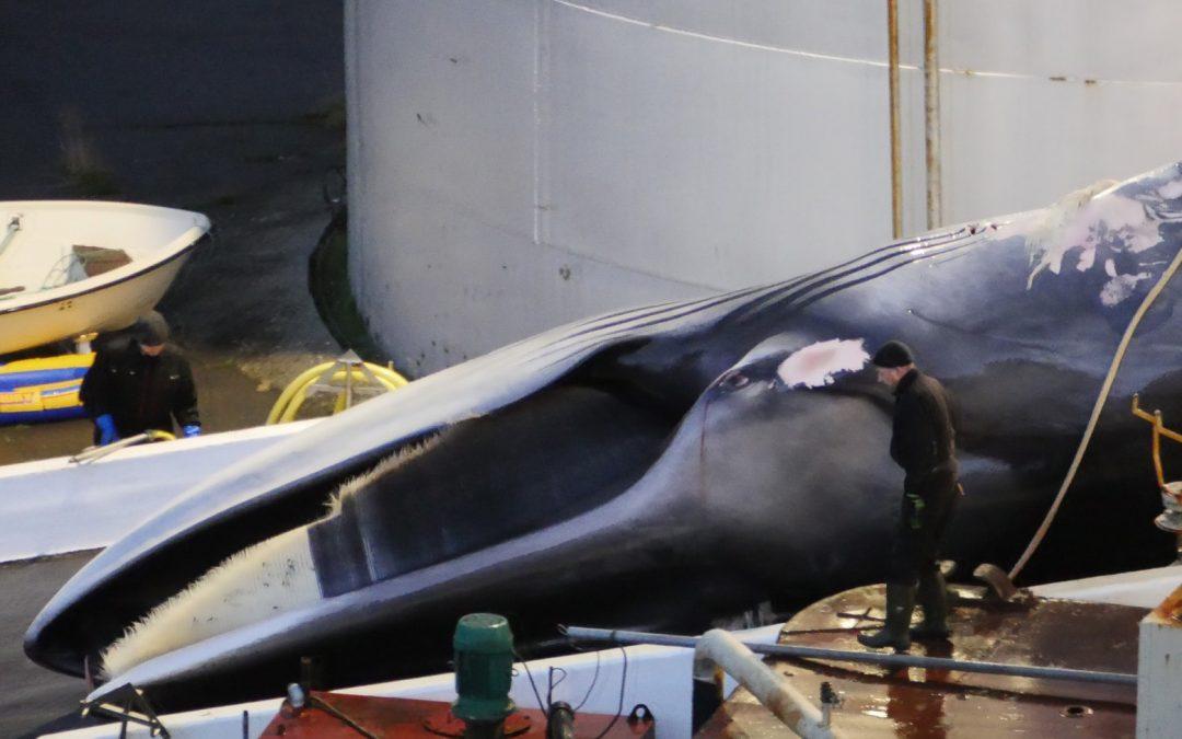 L’Islande suspend la chasse à la baleine : réaction du capitaine Paul Watson.