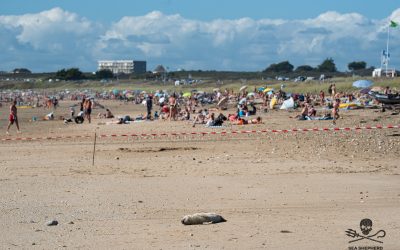 Un bébé phoque meurt seul sur une plage bondée de Ploemeur : pourquoi la Mairie n’a-t-elle rien fait ?