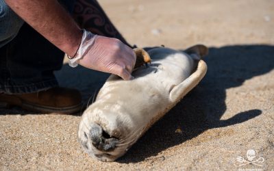 Mort du bébé phoque sur la plage de Ploemeur, Sea Shepherd France dépose un recours et demande l’ouverture d’une enquête