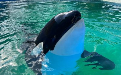 Paul Watson sur le projet de libération de l’orque Tokitae