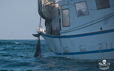 Captures de dauphins : l’État français joue une nouvelle fois la carte des dérogations pour manquer à ses responsabilités.