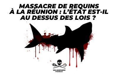 Massacre des requins à La Réunion : le préfet est-il au-dessus des lois ?