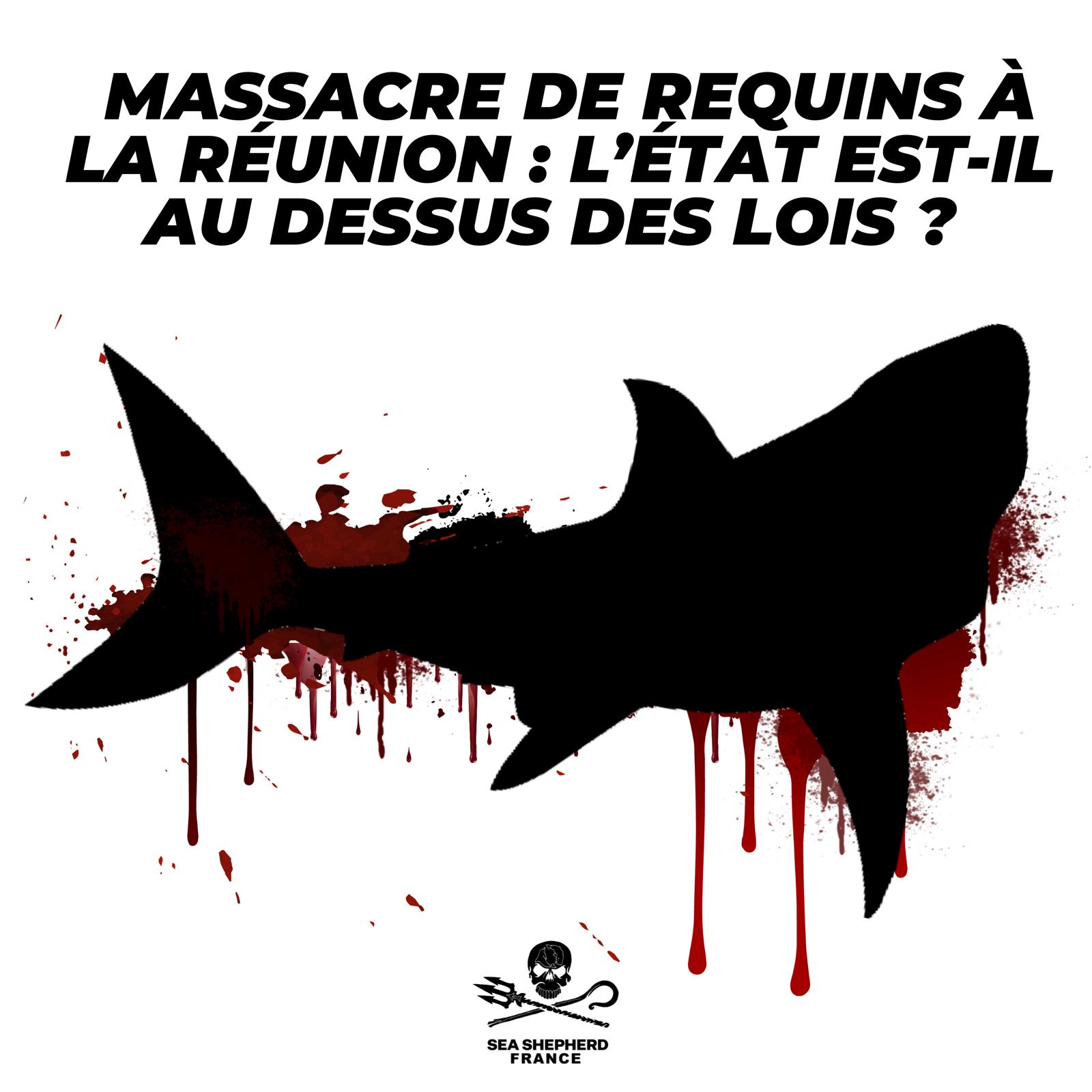 Massacre Requins La Réunion