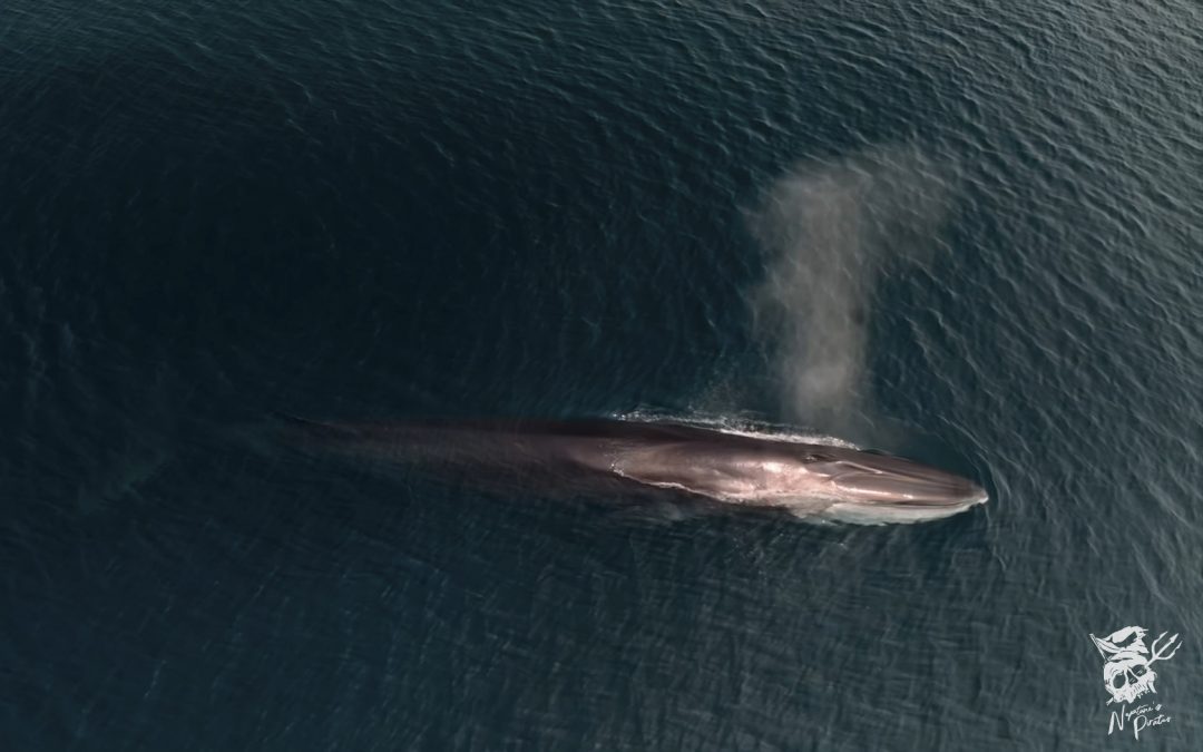Michel Pastoureau a tort : au-delà du symbole de la chasse baleinière, la réalité.