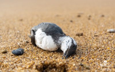 Échouages sans précédent d’oiseaux marins (alcidés) sur les plages françaises