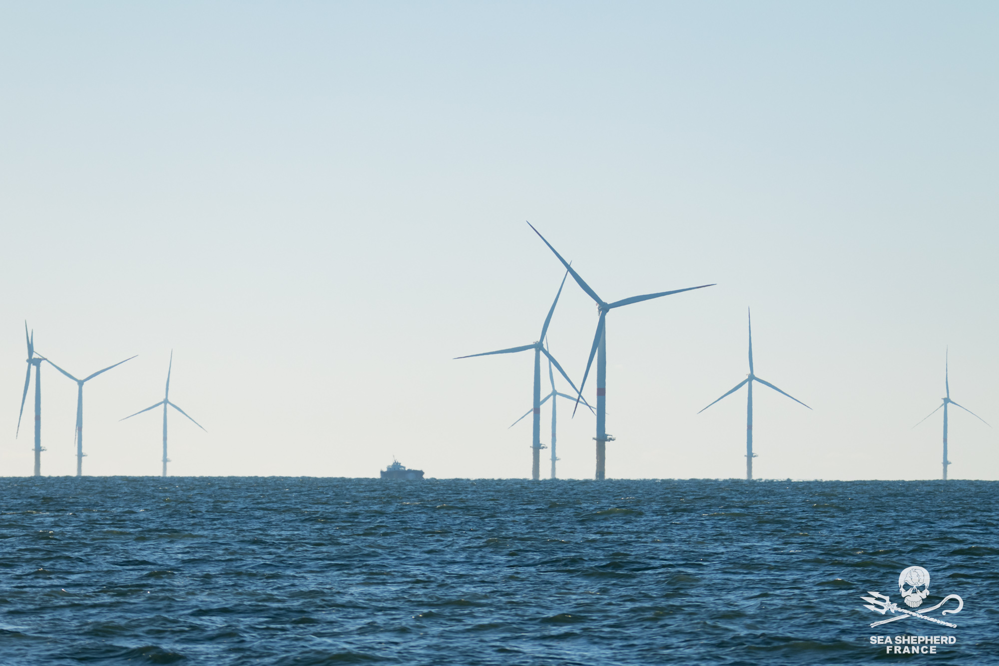 éolien offshore carence fautive ONG biodiversité
