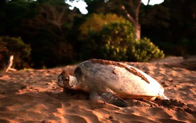 MAYOTTE – Explosion du braconnage et impunité pour les tueurs de tortues
