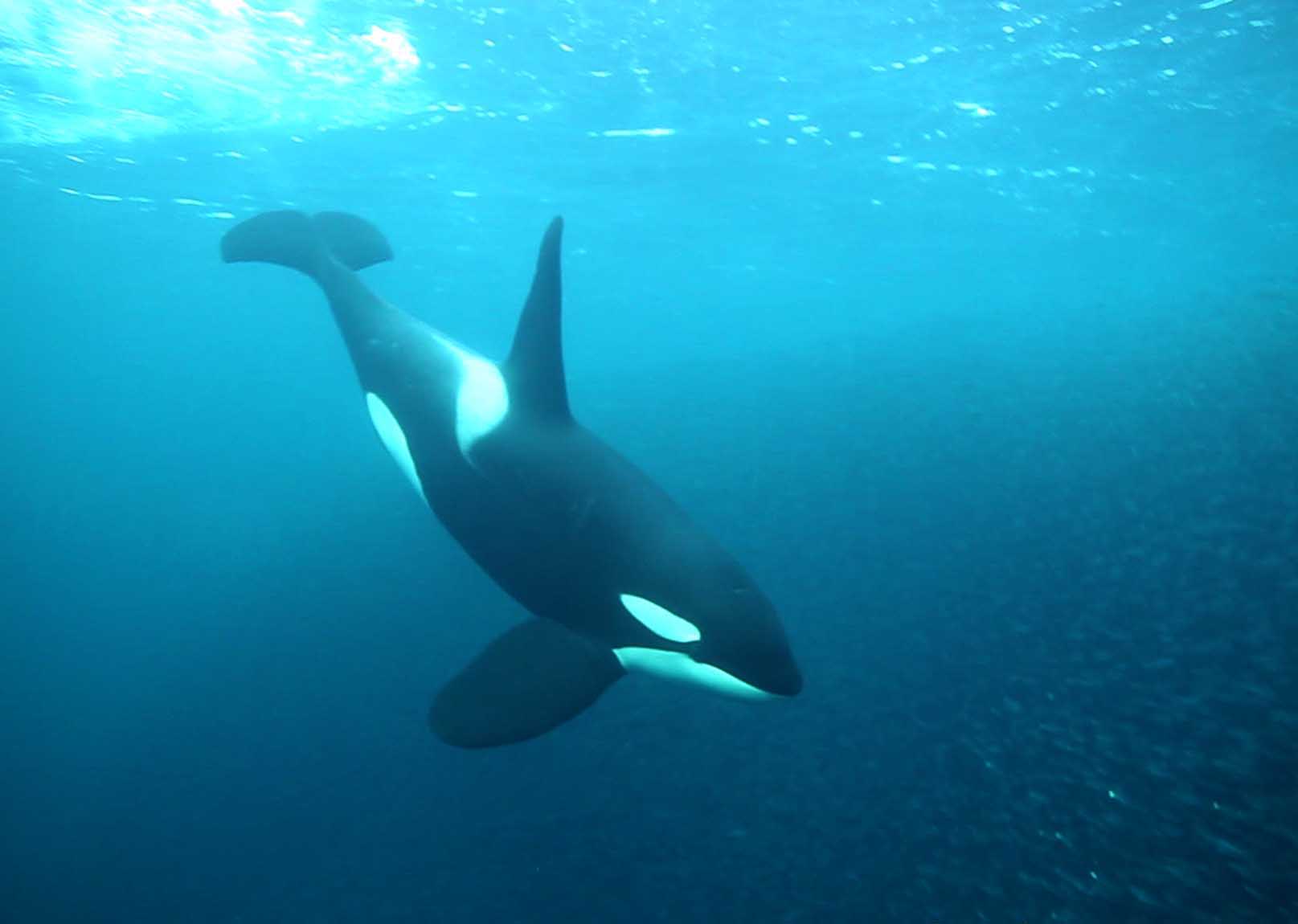orques wikie keijo marineland sanctuaire