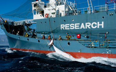 POURQUOI SEA SHEPHERD GLOBAL NE PARLE PAS DU KANGEI MARU ? LA TRAHISON ULTIME (à lire bien assis)