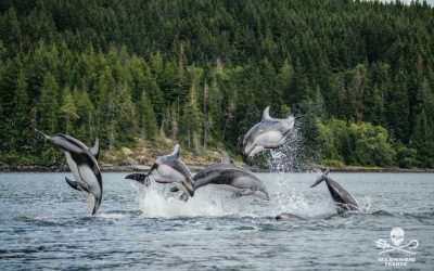 Pourquoi Sea Shepherd n’a pas rejoint la coalition citoyenne pour l’océan ?