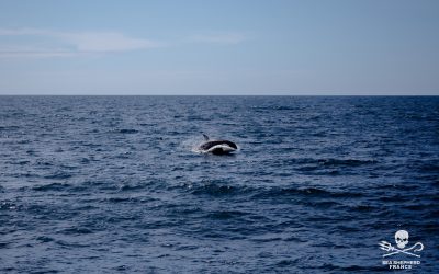 Orques, conteneurs maritimes et collisions avec les baleines
