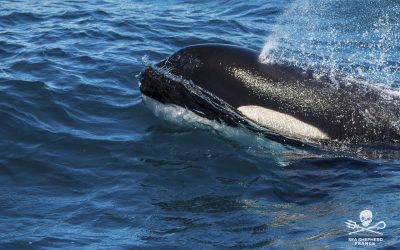 Opération “Save the Iberian Orcas” (SIO) – L’urgence de sauver les orques ibériques