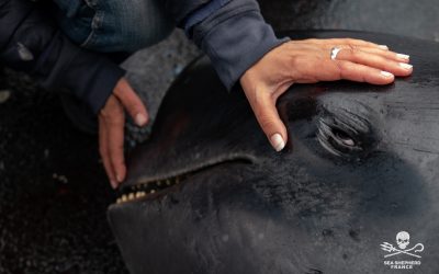 Récit du massacre de dauphins du 6 juillet 2024, îles Féroé.