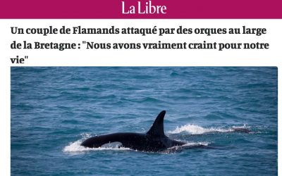 STOP au sensationnel « putaclic » des médias sur le dos des orques !