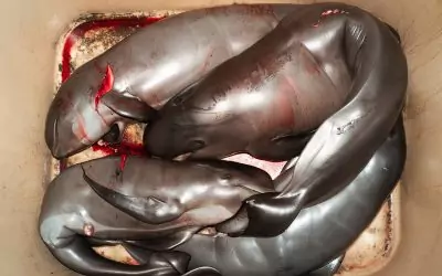 SEA SHEPHERD FRANCE PUBLIE LES IMAGES CHOQUANTES DE BÉBÉS DAUPHINS MASSACRÉS AUX ÎLES FÉROÉ