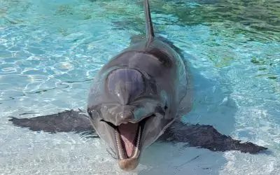 Projet Beauval : Douze dauphins. Douze vies suspendues.