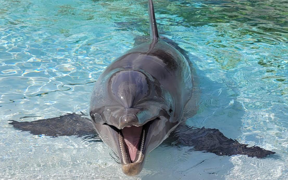 Beauval dauphins Marineland