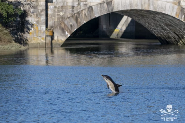 Des dauphins dans la rivière d’Auray : un juvénile toujours bloqué, l’autre probablement reparti vers le large

Depuis plusieurs jours, nos équipes se mobilisent pour monitorer la présence inhabituelle de dauphins juvéniles dans la rivière d’Auray. 

Alors que l’un des deux cétacés semble avoir quitté la zone, l’autre est toujours bloqué en amont du pont de Saint-Goustan.

Le plus petit des deux dauphins – supposé être un mâle – a été observé franchissant à deux reprises le pont de Saint-Goustan le vendredi 19 septembre. Le matin, il a été aspiré en aval par le courant, avant de revenir en amont avec la marée montante. Il a de nouveau traversé le pont dans la soirée.

Il a été vu pour la dernière fois le samedi soir entre le port de Saint-Goustan et Le Bono. Depuis, plus aucun signalement n’a été enregistré. Les experts estiment donc qu’il a probablement regagné les eaux du golfe du Morbihan.

Le deuxième dauphin, plus grand – supposé être une femelle – reste quant à lui entre le pont de Saint-Goustan et le pont du Loch. Malgré une perte de poids notable, son état général paraît stable. Les équipes sur place notent encore des comportements de chasse actifs, signe d’un certain niveau d’énergie conservé.

Pour rappel, une femelle adulte avait été retrouvée morte le mardi 16 septembre. Une nécropsie réalisée par l’équipe de Pelagis le vendredi suivant a révélé un état pathologique très sévère, à la fois respiratoire (pneumonie parasitaire avec surinfection bactérienne) et digestif (entérite et atrophie intestinale, signes d’un jeûne prolongé). Selon les vétérinaires, l’issue fatale était inévitable.

Nous rappelons qu’il est strictement interdit d’intervenir auprès du dauphin toujours présent. Toute tentative non encadrée pourrait compromettre le suivi scientifique et les actions de sauvetage mises en place par le groupe de travail auquel nous participons notamment avec Pelagis et l’OFB. 

De nouvelles opérations de sauvetage sont en préparation. En attendant, nos équipes restent mobilisées chaque jour pour surveiller la santé et le comportement du dauphin restant dont nous surveillons étroitement le niveau de stress et le rythme des respirations.