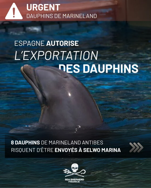 L’Espagne autorise le transfert des dauphins du Marineland. La France DOIT refuser ce transfert de la honte !
 
@agnesrunacher @miteco.gob @ecologie_gouv @b_pompili