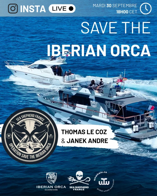🌊 Les orques ibériques sont en danger.
Demain soir, retrouvez-nous en LIVE avec Thomas Le Coz et Janek Andre pour parler de la mission Save the Iberian Orca menée dans le détroit de Gibraltar.

🐋 Pourquoi ces orques disparaissent-elles ?
🚤 Quels sont les enjeux et les menaces auxquelles elles font face ?
🤝 Et surtout, que pouvons-nous faire pour les protéger ?

👉 Rejoignez-nous et posez vos questions en direct !

📅 Mardi 30 Septembre
⏰18h00 CET
📍 Sur Instagram Live