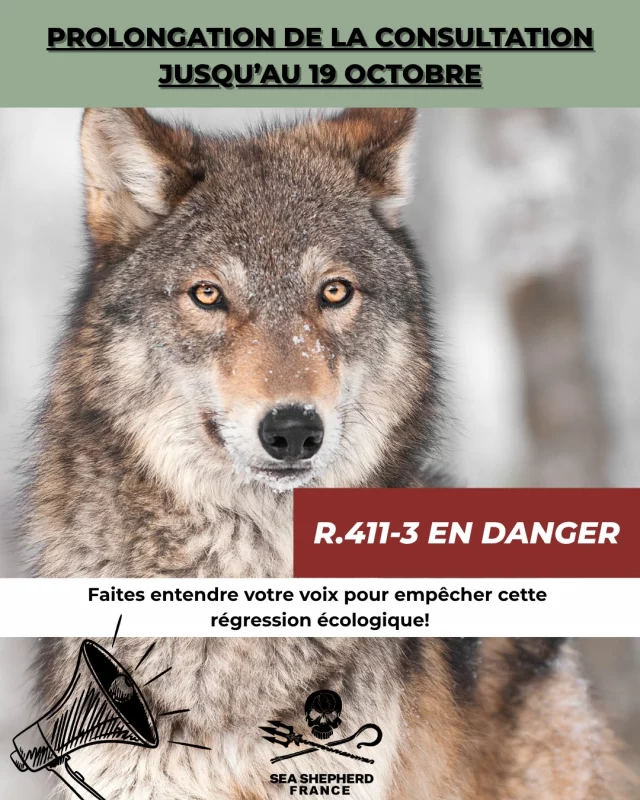 Encore quelques jours pour défendre le vivant !

La consultation publique sur la modification du R.411-3 — qui menace la protection du loup et de toutes les espèces protégées — est prolongée jusqu’au 19 octobre.

Ce texte ouvre la porte à des dérogations “pour coexister avec les activités économiques”.
➡️ Une régression écologique majeure.
➡️ Une attaque contre la loi de 1976 et les directives européennes.

✍️ Faites entendre votre voix avant le 19 octobre !
🔗 Lien dans la bio
