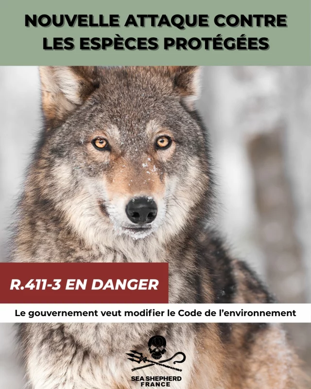 Nouvelle attaque contre les espèces protégées

Le gouvernement propose de modifier l’article R.411-3 du Code de l’Environnement pour permettre que les interdictions de destruction d’espèces protégées puissent être levées « afin d’assurer un état de conservation favorable des populations et de permettre leur coexistence avec les activités économiques existantes ».

➡ Derrière cette formulation floue, c’est une régression majeure : cette modification ouvre la voie à la destruction d’espèces protégées au nom d’intérêts économiques en violation directe de la directive habitat faune flore de 1992 qui prévoit une protection stricte des espèces protégées.
 ➡ Cette régression ne concerne pas uniquement le loup : toutes les espèces protégées sont concernées !
 ➡ Ce recul extrêmement grave contredit l’esprit de la loi de 1976 relative à la protection de la nature et viole les directives européennes directive habitat et directive oiseaux et le principe de précaution protégé par la Constitution française et le Code de l'Environnement.

⚠ Encore une fois, on tente d’affaiblir drastiquement les fondements de la protection du vivant. 

👉 Nous avons jusqu’au 14 octobre (minuit) pour faire entendre notre voix !

 ✍ Participez à la consultation publique et dites NON à cette régression. Précisez bien dans la consultation que votre avis est défavorable et ne faite pas un copié-collé de la présente communication.

 🔗 Lien dans la bio

🗣 Exprimez-vous :
Pour rappeler que ce décret va bien au-delà du cas du loup et qu'il ne peut y avoir de sacrifice de la biodiversité au nom des activités économiques
Pour défendre l’esprit de la loi de 1976 relative à la protection de la nature
Pour exiger le respect des directives européennes Habitat et oiseaux qui prévoient une protection stricte des espèces protégées, et des conventions internationales.
Pour enjoindre au gouvernement de ne pas permettre une destruction des espèces protégées assouplie face aux activités économiques alors que la situation est déjà dramatique y compris au sein des espaces pourtant dédiés à leur protection.