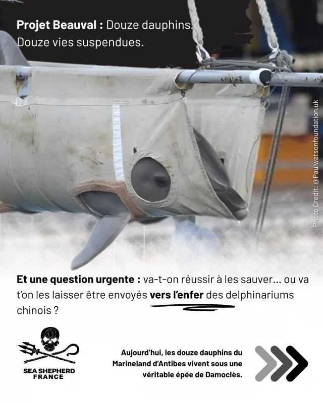 La réalité, c’est que la question de la pérennité du projet ( donc de la présence de dauphins à Beauval) ne se pose pas :
En Europe seulement, une soixantaine de dauphins doivent déjà être replacés,
parce que de nombreux delphinariums ferment.
À l’échelle mondiale, on parle bientôt de centaines d’animaux.
Autrement dit : il y a largement de quoi former des groupes sociaux,
assurer la sociabilisation, trouver des compagnons…
sans jamais faire naître un dauphin de plus. 

Ce qu’il faut maintenant, c’est travailler ensemble : gouvernement, Beauval, ONG 
pour établir une charte éthique solide, avec des garde-fous qui interdisent toute reproduction à des fins commerciale et l’assurance que les dauphins du Marineland iront en sanctuaire dès lors qu’il y en aura un qui sera opérationnel.

Si ces conditions sont posées, les investisseurs financent le projet, car il est pérenne, et surtout : on évite le pire pour les douze dauphins du Marineland.

On peut faire appliquer la loi de 2021 sans la trahir, c’est à dire sans sacrifier ces 12 dauphins.

Mais ça n’est possible que si 
on reste autour de la table et qu’on instaure dès le départ les garde-fous nécessaires qui leur garantiront un avenir digne d’être vécu.

C’est le choix que nous avons fait.

Et en parallèle, nous nous impliquons auprès du sanctuaire de Lipsi en Grèce afin d’aider au mieux à lever les derniers blocages politiques sur place.
