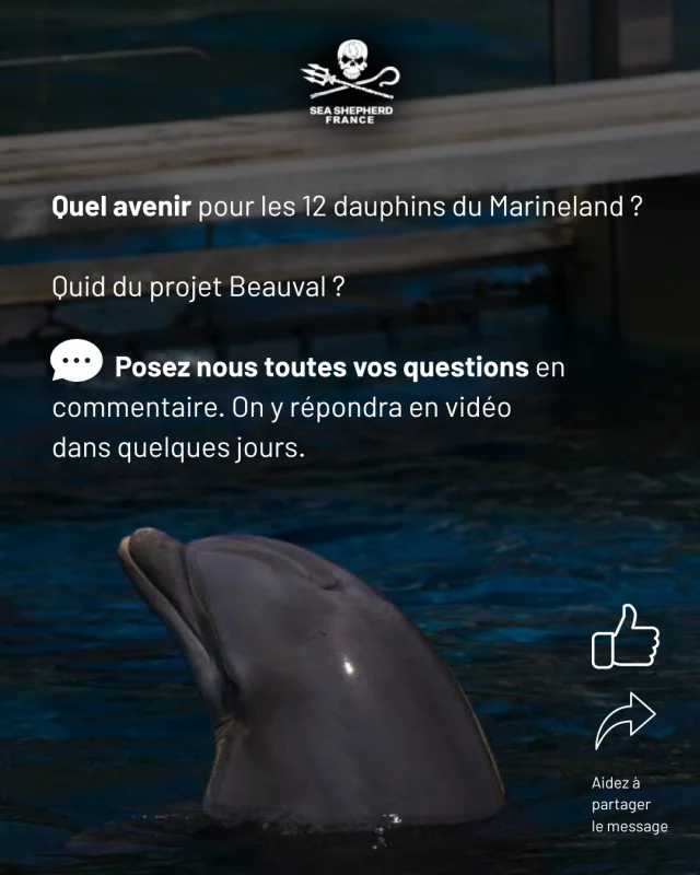 Dossier Marineland. Projet Beauval. Sanctuaires pour cétacés captifs … 

Faisons un point de situation pour les 12 dauphins et les deux orques : posez toutes vos questions en commentaire. 

Lamya Essemlali, Présidente de Sea Shepherd France enregistrera une vidéo pour répondre à toutes vos interrogations et clarifier notre positionnement dans ce dossier ✨