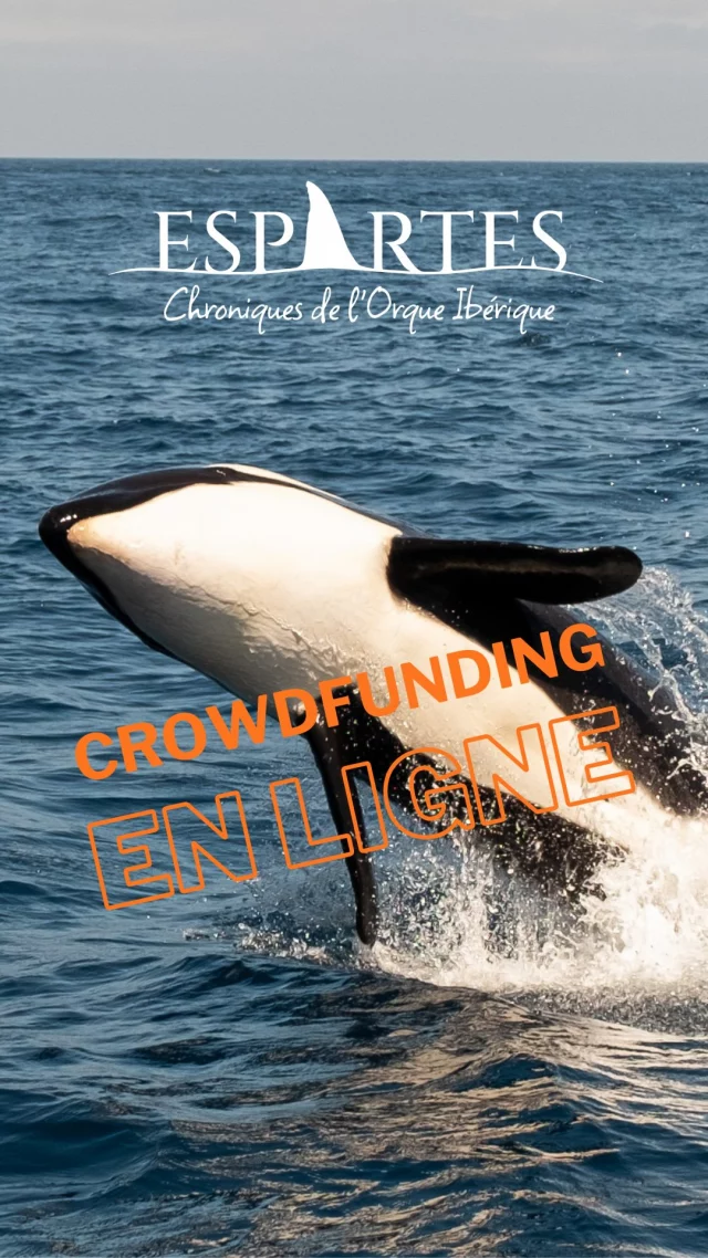 Participez à l’aventure du premier film co-produit par Sea Shepherd France.

Un film  d’1h tourné par nos équipes, qui vous plongera au cœur du détroit de Gibraltar, à la rencontre d’une population d’orques - appelées Espartes par les locaux- et aujourd’hui en danger critique d’extinction.
Une immersion auprès de celles et ceux qui, chaque jour, tentent de les comprendre et de les défendre.
Un récit rare, sincère, et profondément humain.

Pour finaliser le film et partager cette histoire avec le monde, nous lançons une cagnotte Ulule.

Aujourd’hui, aidez-nous à porter le combat des océans sur grand écran.

https://fr.ulule.com/espartes