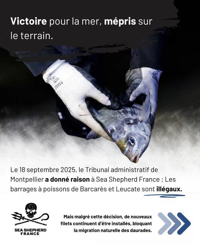 Victoire pour la mer, mépris sur le terrain.

Le 18 septembre 2025, le Tribunal administratif de Montpellier a donné raison à Sea Shepherd France : Les barrages à poissons de Barcarès et Leucate sont illégaux.

Mais malgré cette décision, de nouveaux filets continuent d’être installés, bloquant la migration naturelle des daurades.

L’administration est informée… mais ne bouge pas.

Nous demandons à l’État :

d’appliquer le jugement,

de retirer les filets illégaux,

et de sanctionner toute entrave à la migration des poissons.

 La justice a parlé.

Il est temps que la protection de la mer et de la biodiversité soit enfin respectée.